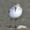 Western Sandpiper